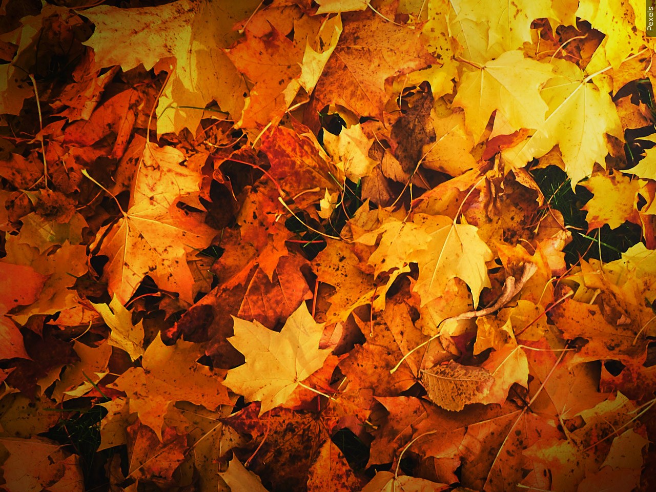 Fall leaves (from MGN)