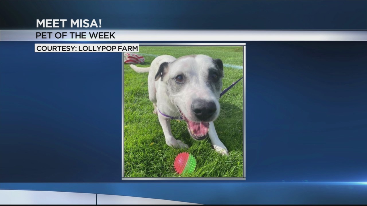 Pet of the Week: Misa