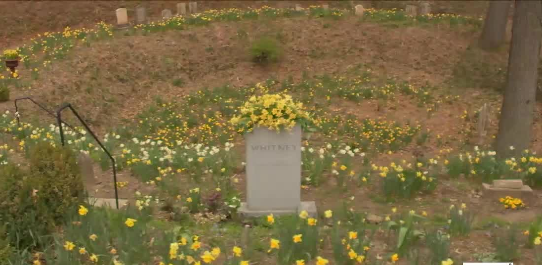 'Daffodil Day' highlights work to plant thousands of daffodils in Mt ...